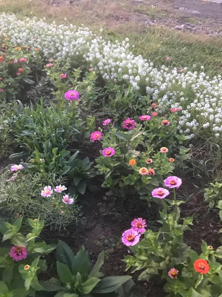 Community Garden Flowers